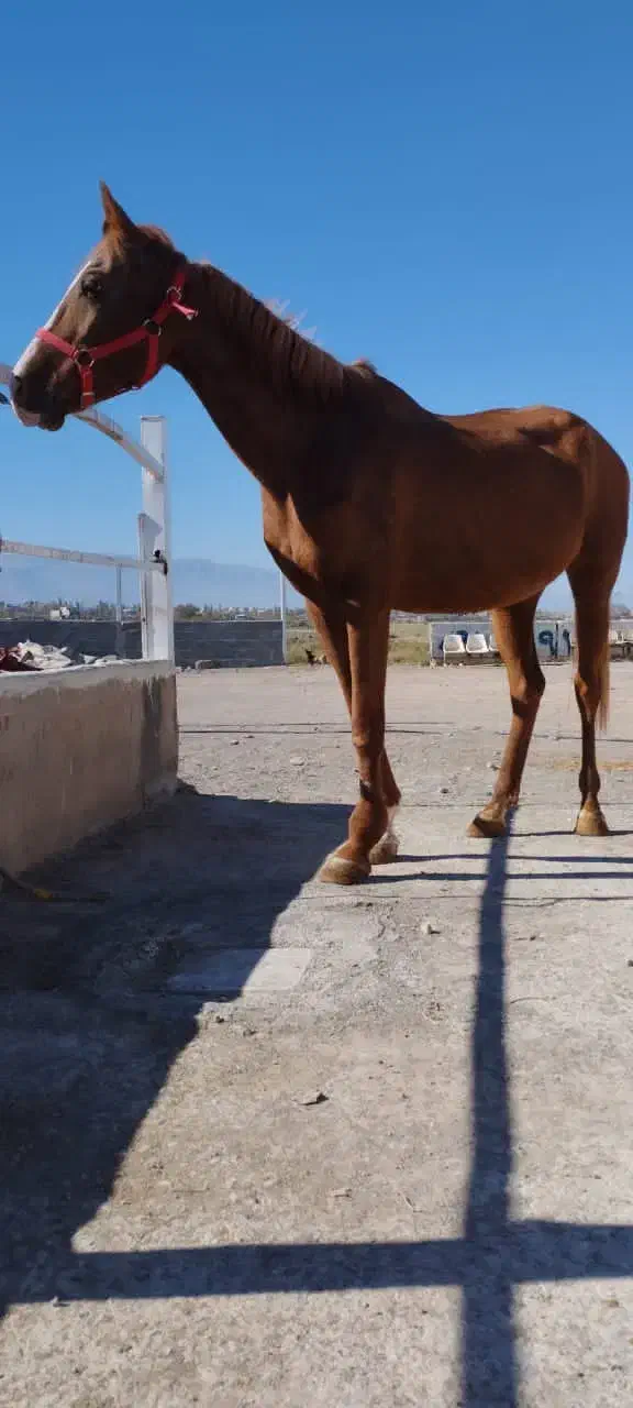 مادیان عرب ترکیه|اسب و تجهیزات اسب‌سواری|کشکسرای, |دیوار