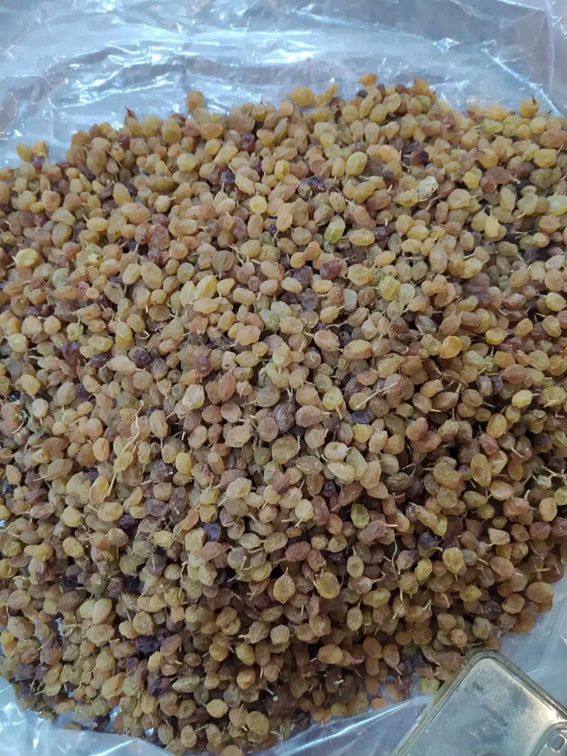 کشمش افتابی ارگانیک|خوردنی و آشامیدنی|قوچان, |دیوار