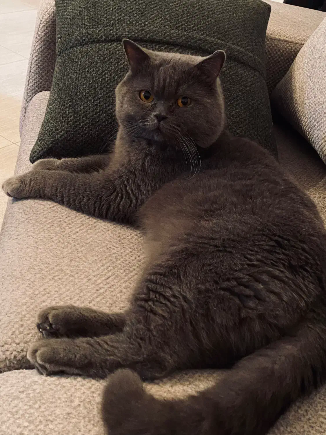 واگذاری گربه|گربه|نیشابور, دارایی|دیوار