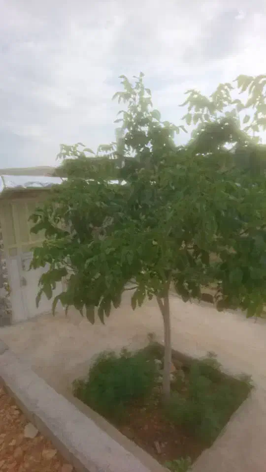 اجاره کارگاهی|اجارهٔ دفتر صنعتی، کشاورزی، تجاری|شیراز, بید زرد|دیوار