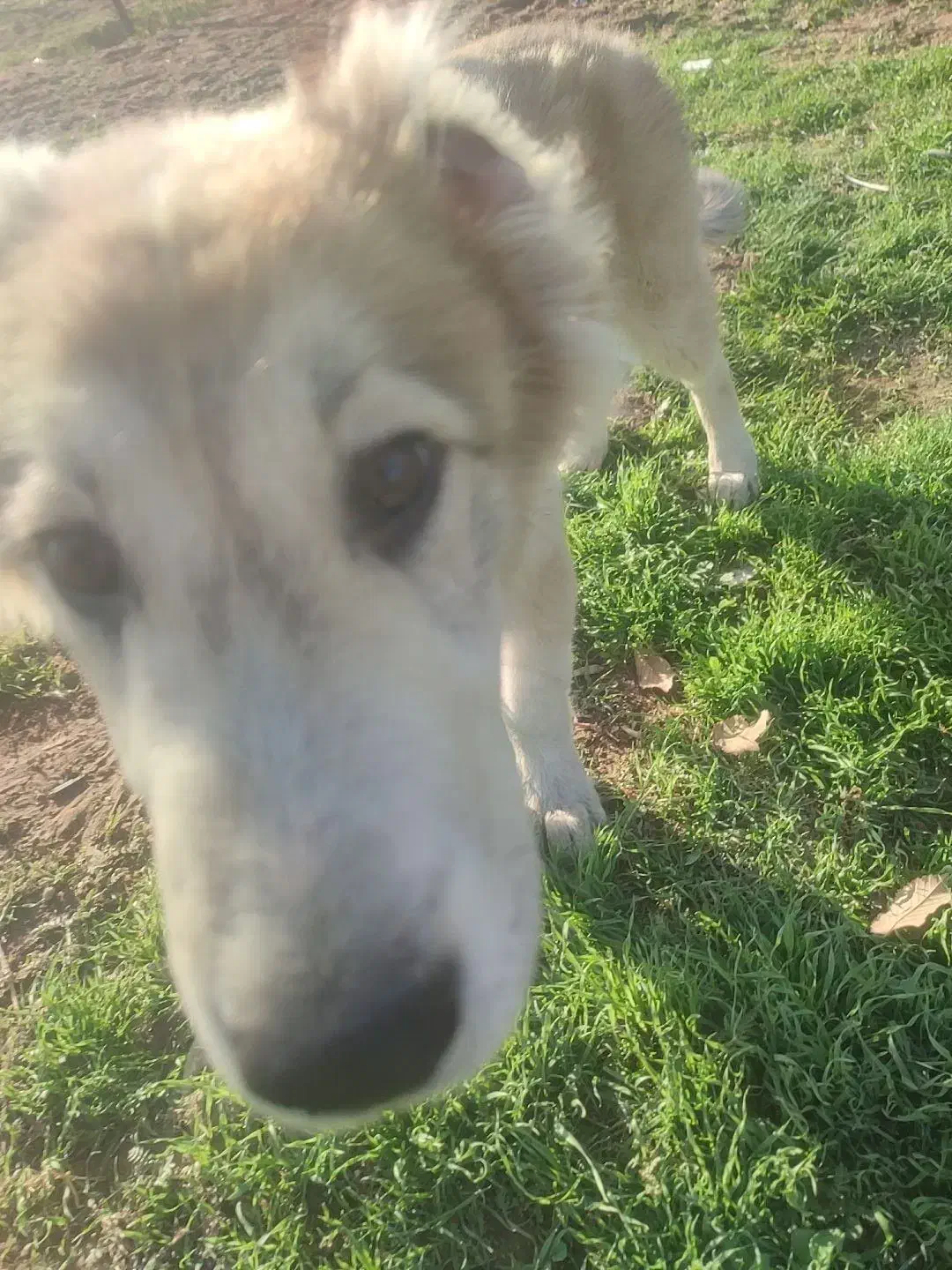 سلام . توله سرابی نر ۶۵روز|سگ|خاوران, |دیوار