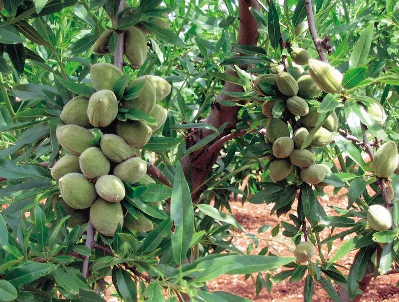 نهالستان گردو و بادام دیرگل و پربار پالیز|خدمات باغبانی و درختکاری|هریس, |دیوار