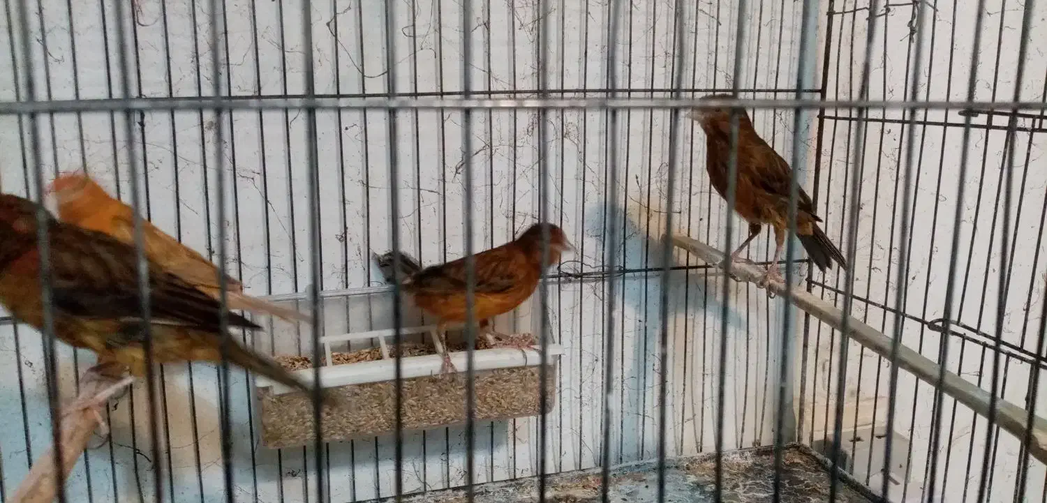 چهار عدد قناری ماده سرخ آماده راه به راه|پرنده|شیراز, وصال|دیوار