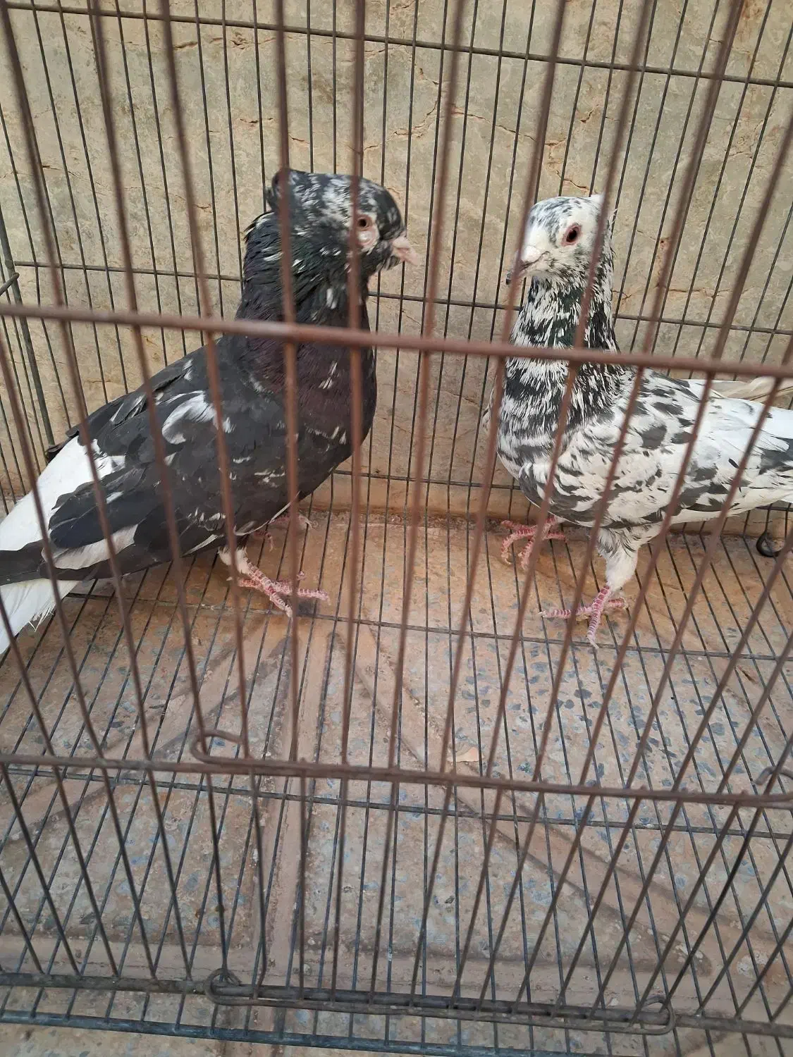 کفتر|پرنده|آباده, |دیوار