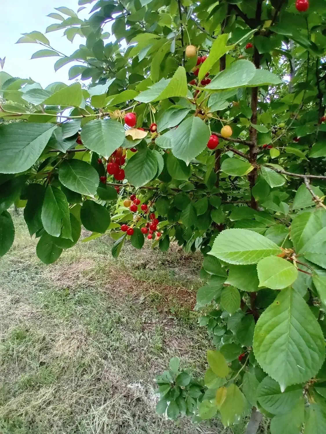 فروش باغ در فیروق (تپه باشی)|فروش زمین و ملک کلنگی|فیرورق, |دیوار
