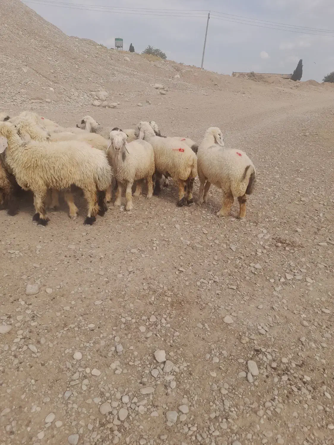 میش،شیشک،روزگاری،|حیوانات مزرعه|افزر, |دیوار