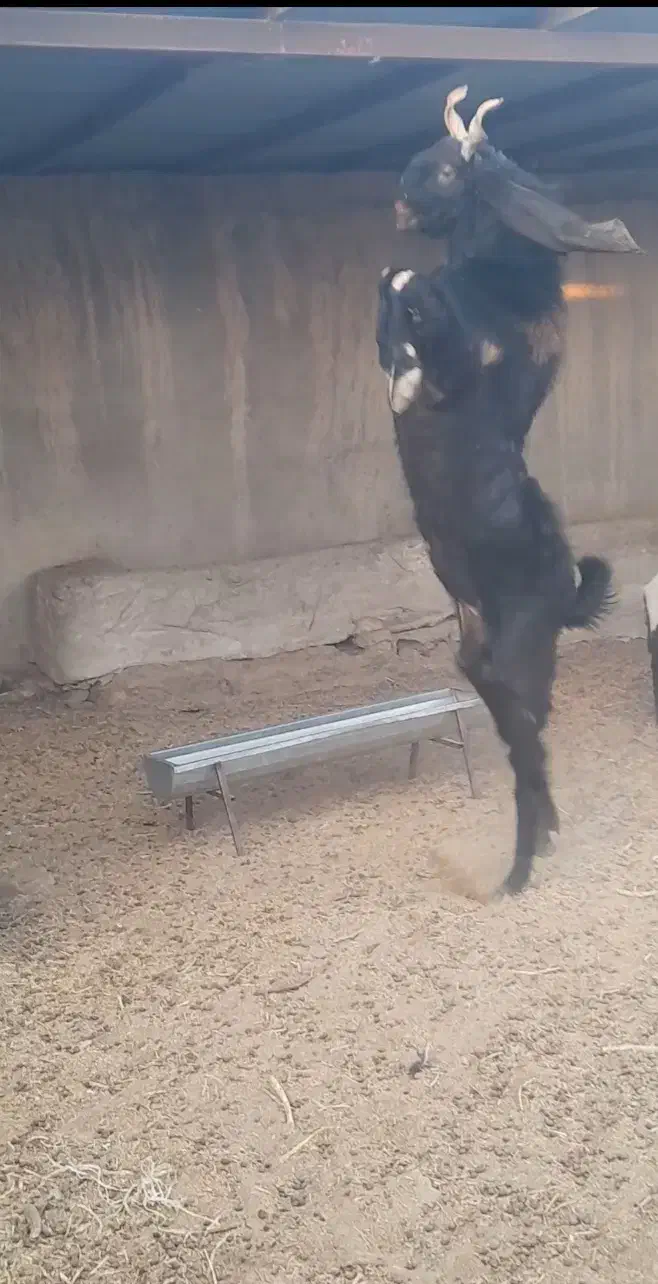 نربز|حیوانات مزرعه|زابل, |دیوار