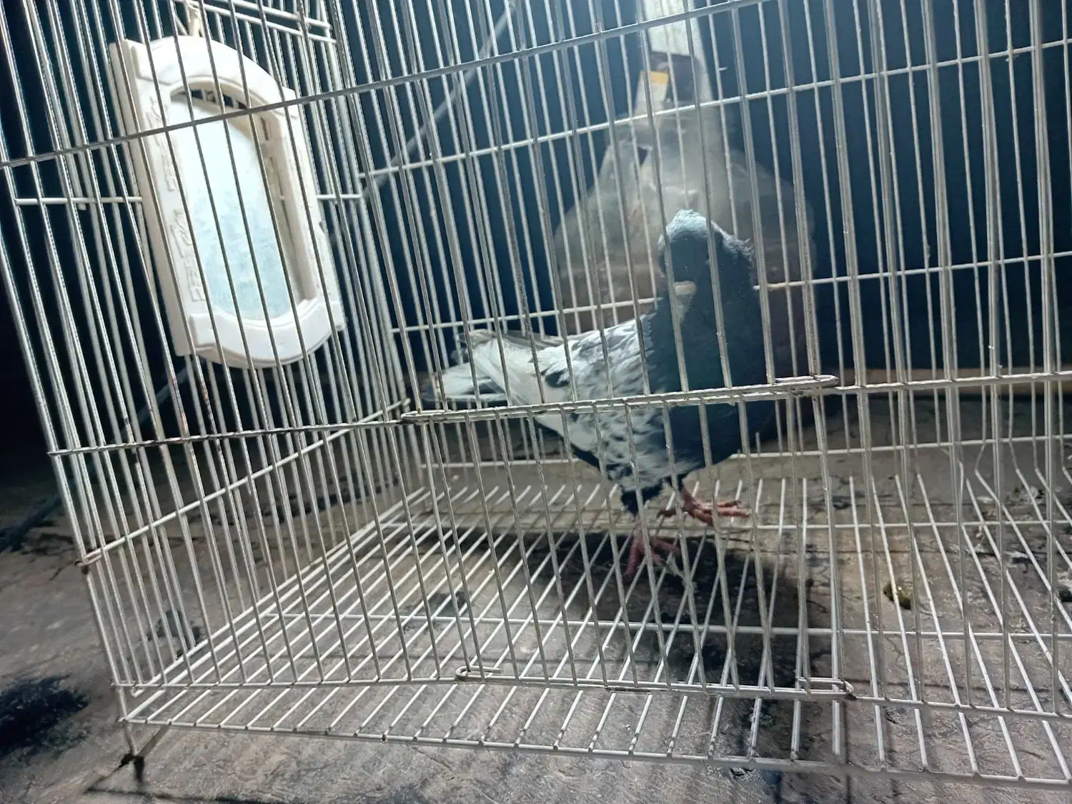 کبوتر رنگی کفتر بوم|پرنده|مشهد, مشکینی (شهرک غرب)|دیوار