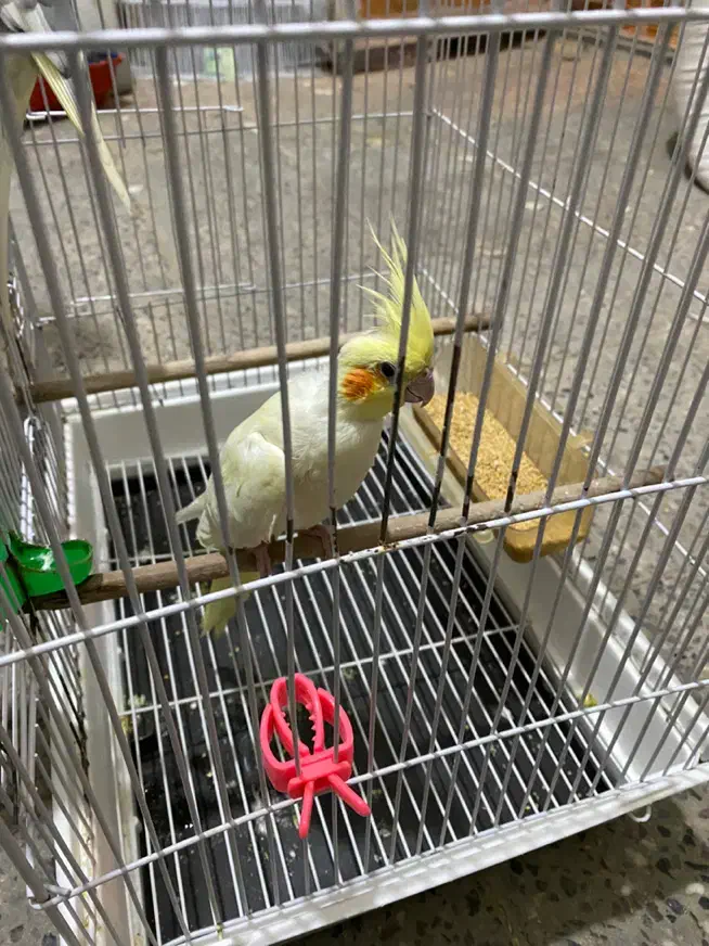 عروس هلندی|پرنده|تربت جام, یحیی آباد|دیوار