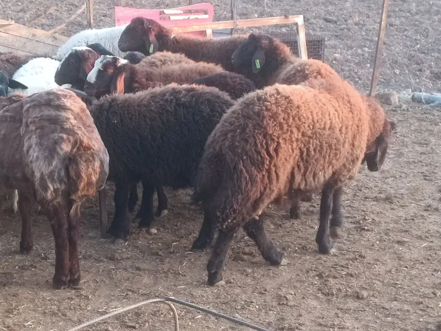 کارگر دامداری|استخدام صنعتی، فنی، مهندسی|کرج, کمال‌شهر|دیوار