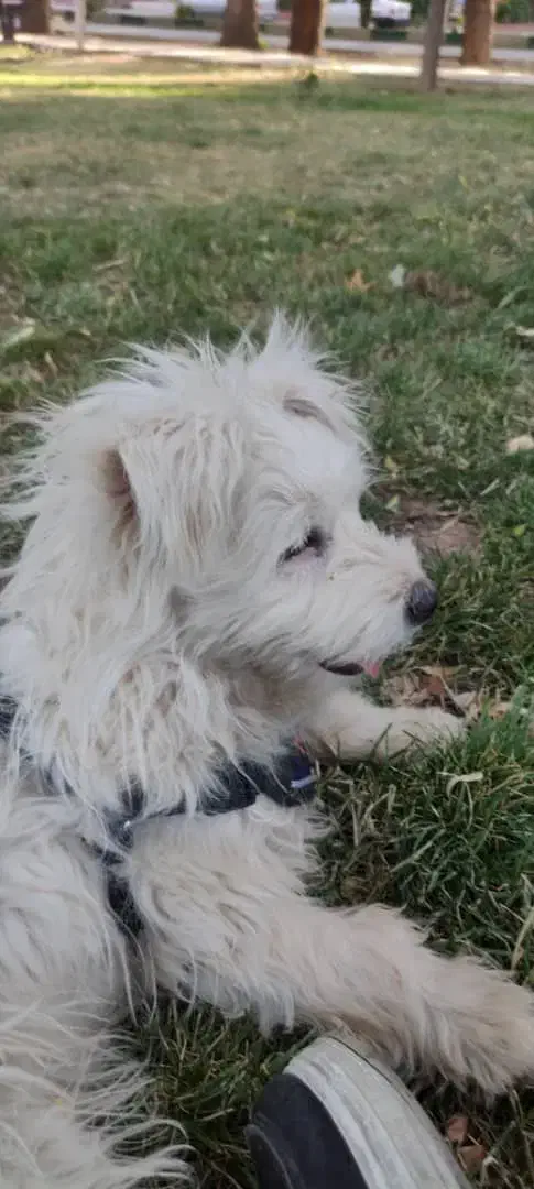 سگ پاکوتاه شیتزو تریر|سگ|هشتگرد, فاز ۱ مهستان|دیوار