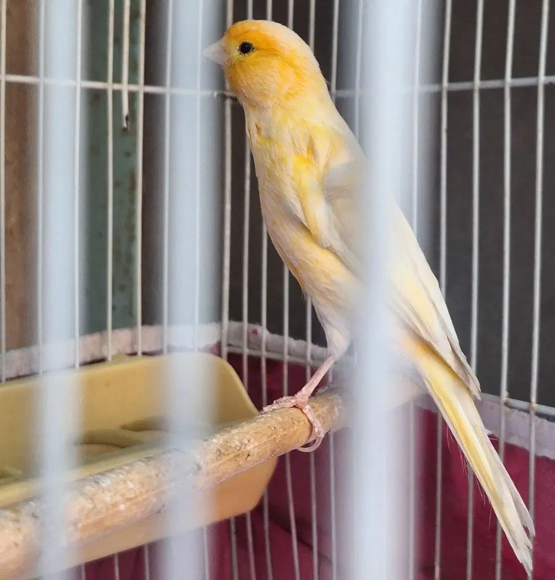 قناری  پرتقالی درشت کوتاه بلند سوخته مست مست|پرنده|کارون, |دیوار