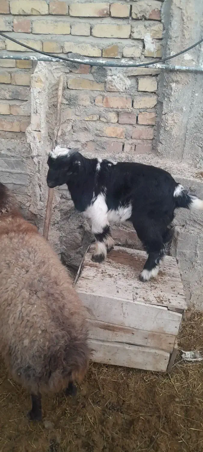 بز با بزقاله بزقاله نر دوماهه بز هم شکم اول|حیوانات مزرعه|سردرود, |دیوار