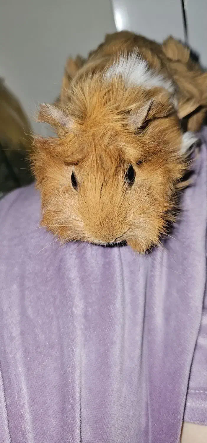 خوکچه|موش و خرگوش|تهران, مشیریه|دیوار