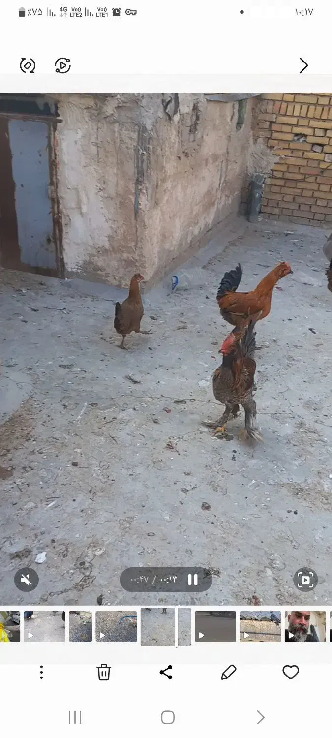 مرغ خروس|حیوانات مزرعه|بهبهان, |دیوار