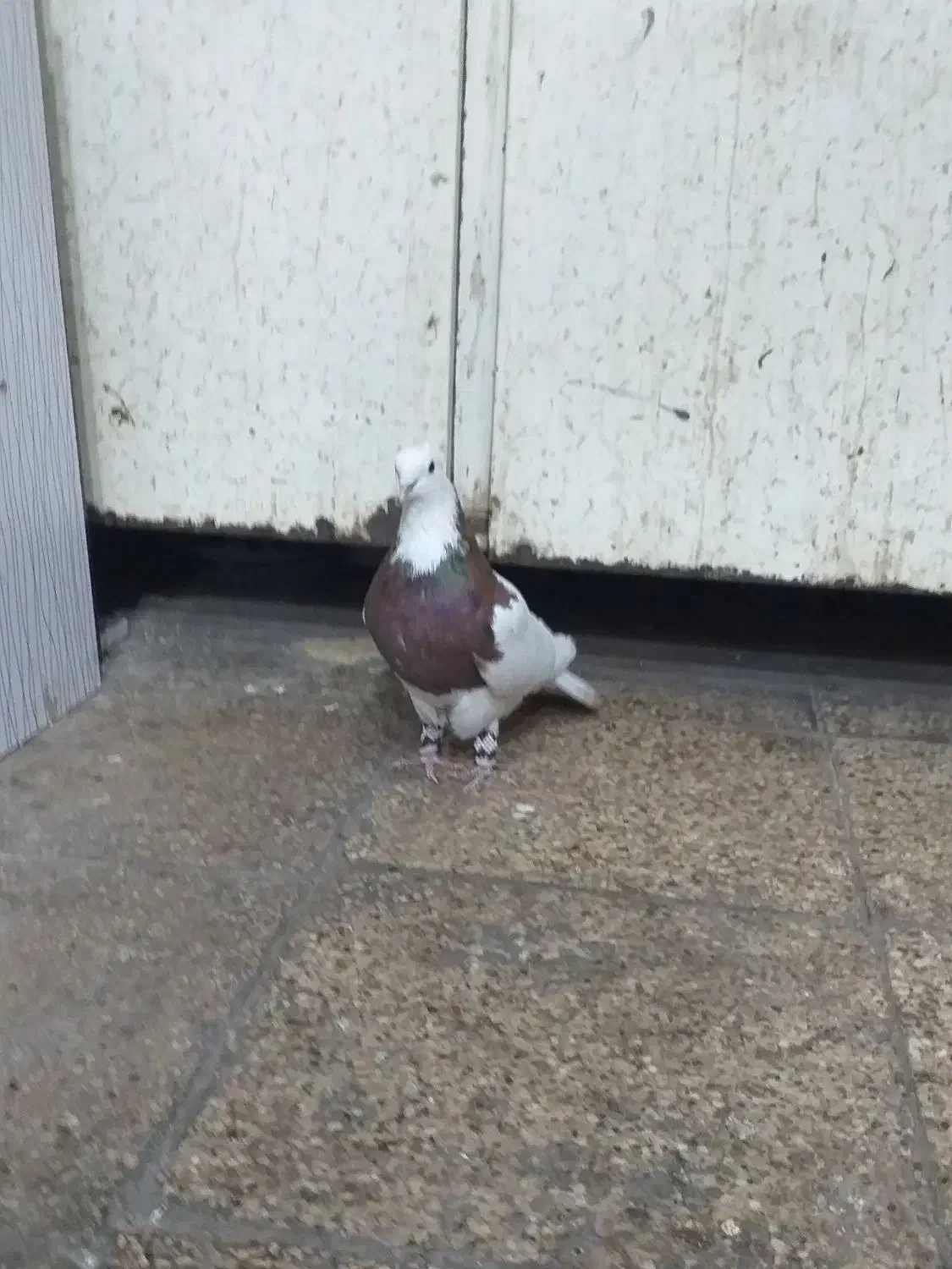 سلام طوقی سرخ|پرنده|مشهد, رده|دیوار