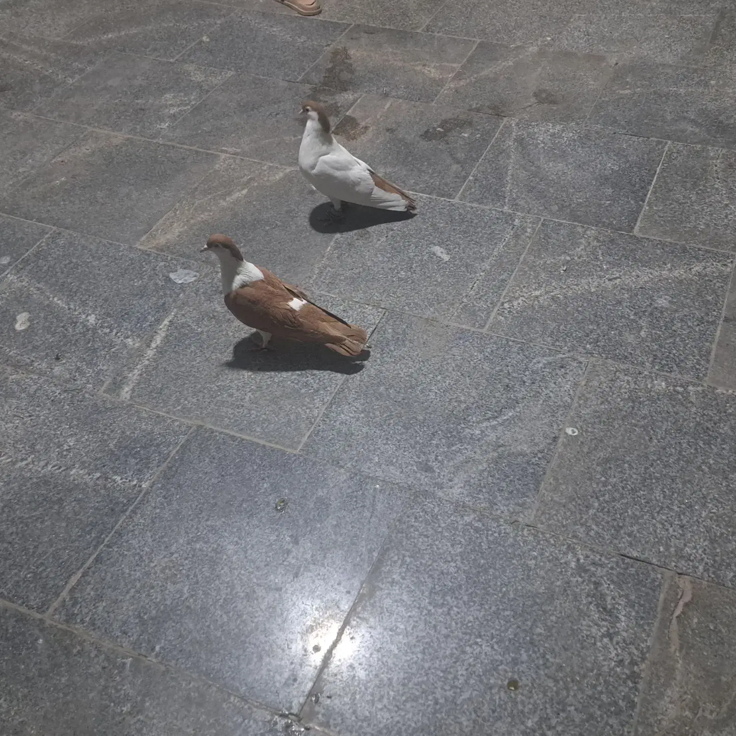 کبوتر پلاس|پرنده|قم, حنیف نژاد|دیوار