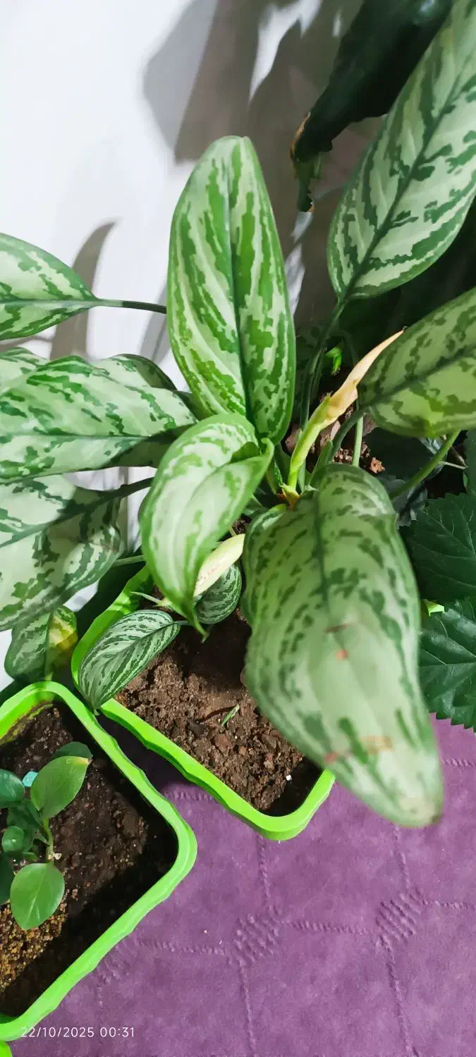 گل طبیعی اپارتمانی|گل و گیاه طبیعی|هریس, |دیوار