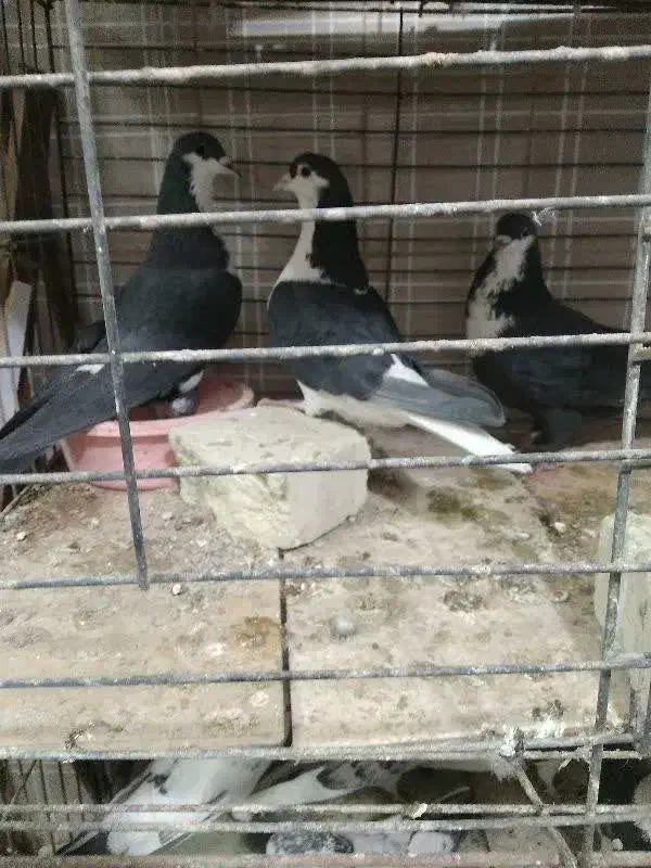 کفتر عروس هلندی کوتوله مرغ عشق فنج|پرنده|یزد, |دیوار