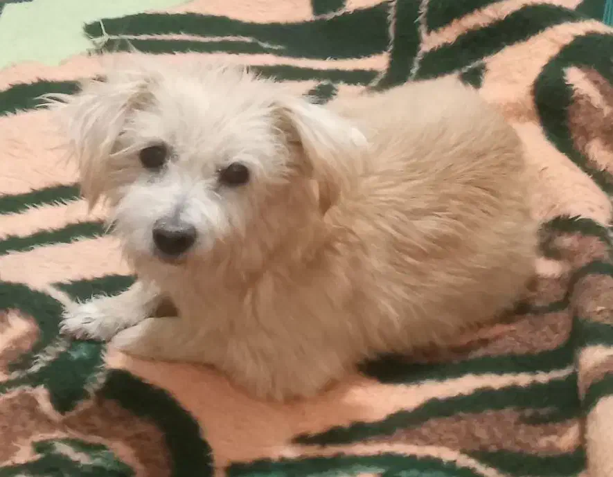 سگ شیتزو پاکوتاه رایگان|سگ|خنجین, |دیوار