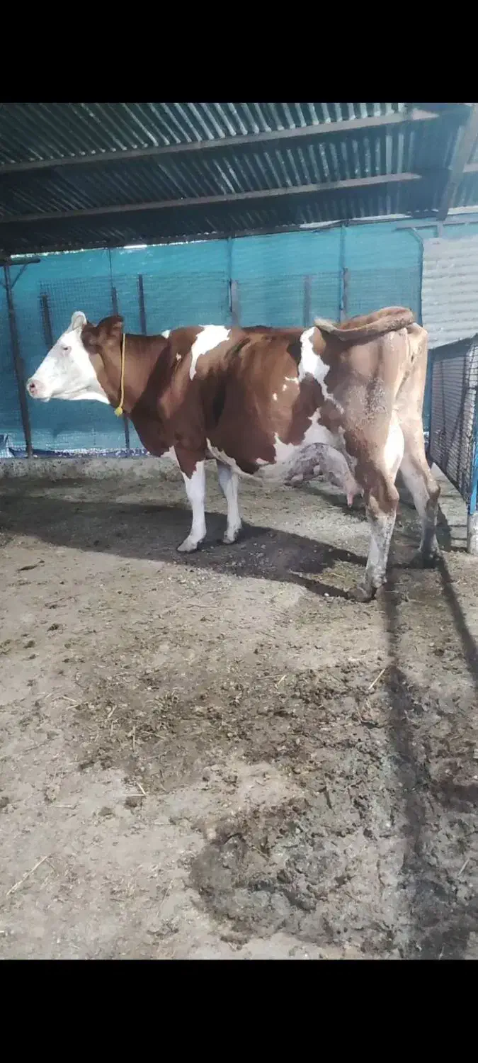 گاو سیمینتال شیری|حیوانات مزرعه|بندر گز, |دیوار