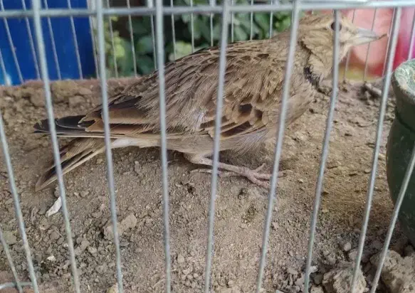 سهره خاکی ۲ساله کلام گو معاوضه با سهره|پرنده|قم, دروازه ری|دیوار