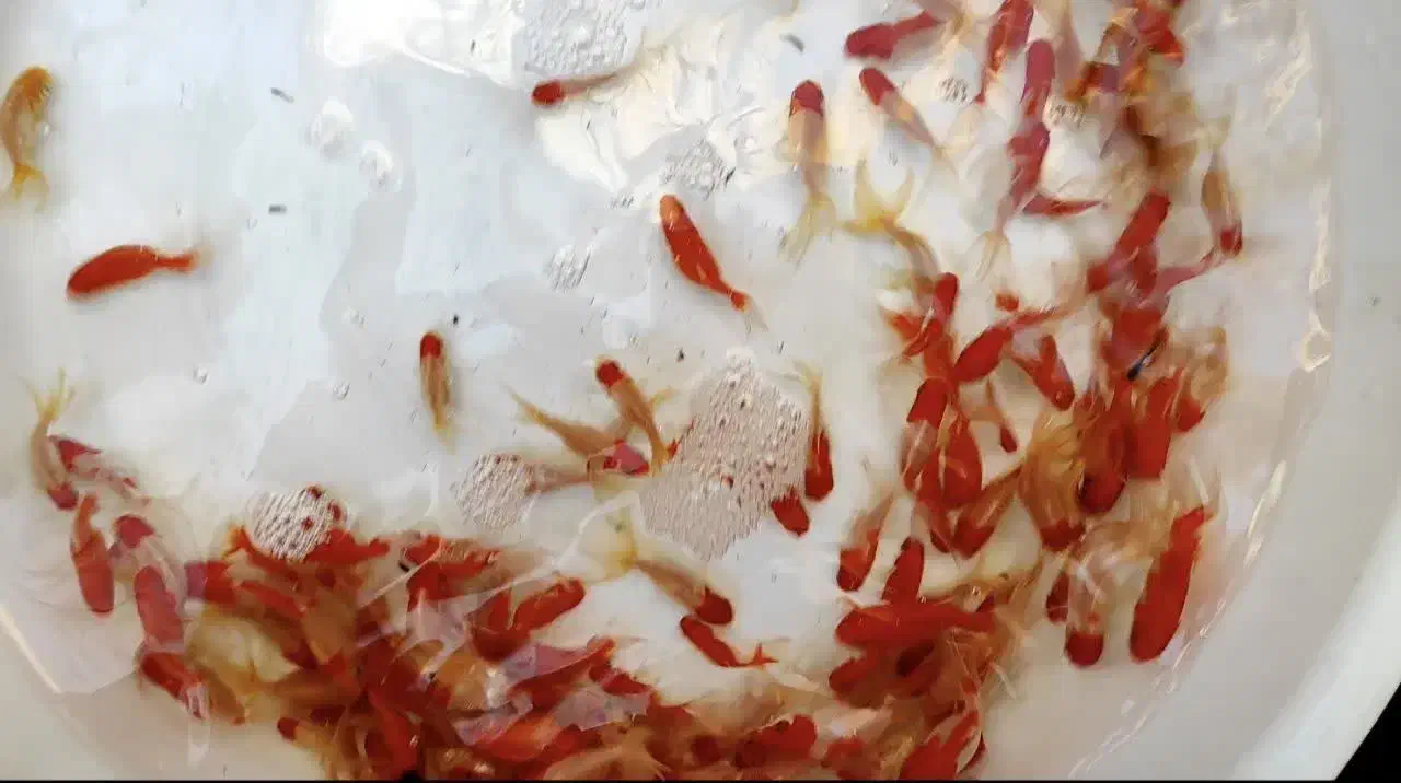 ماهی قرمز|ماهی|مبارکه, |دیوار