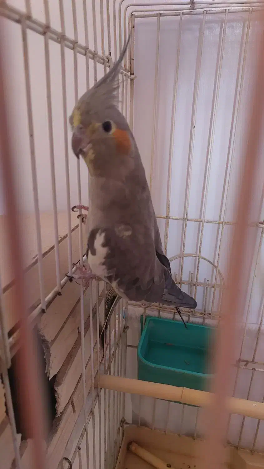 عروس هلندی|پرنده|کرج, سیاه کلان|دیوار