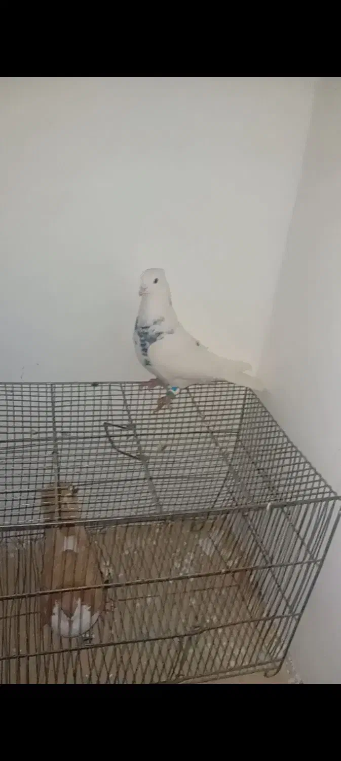 کبوتر دوتا نر|پرنده|بردسکن, |دیوار