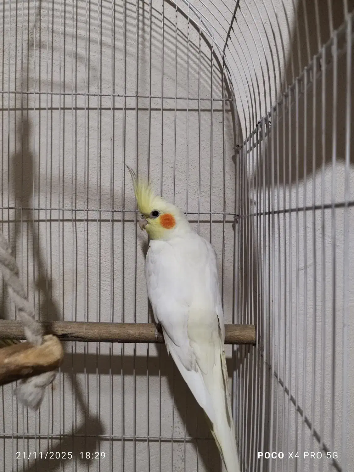 عروس هلندی|پرنده|وحیدیه, |دیوار