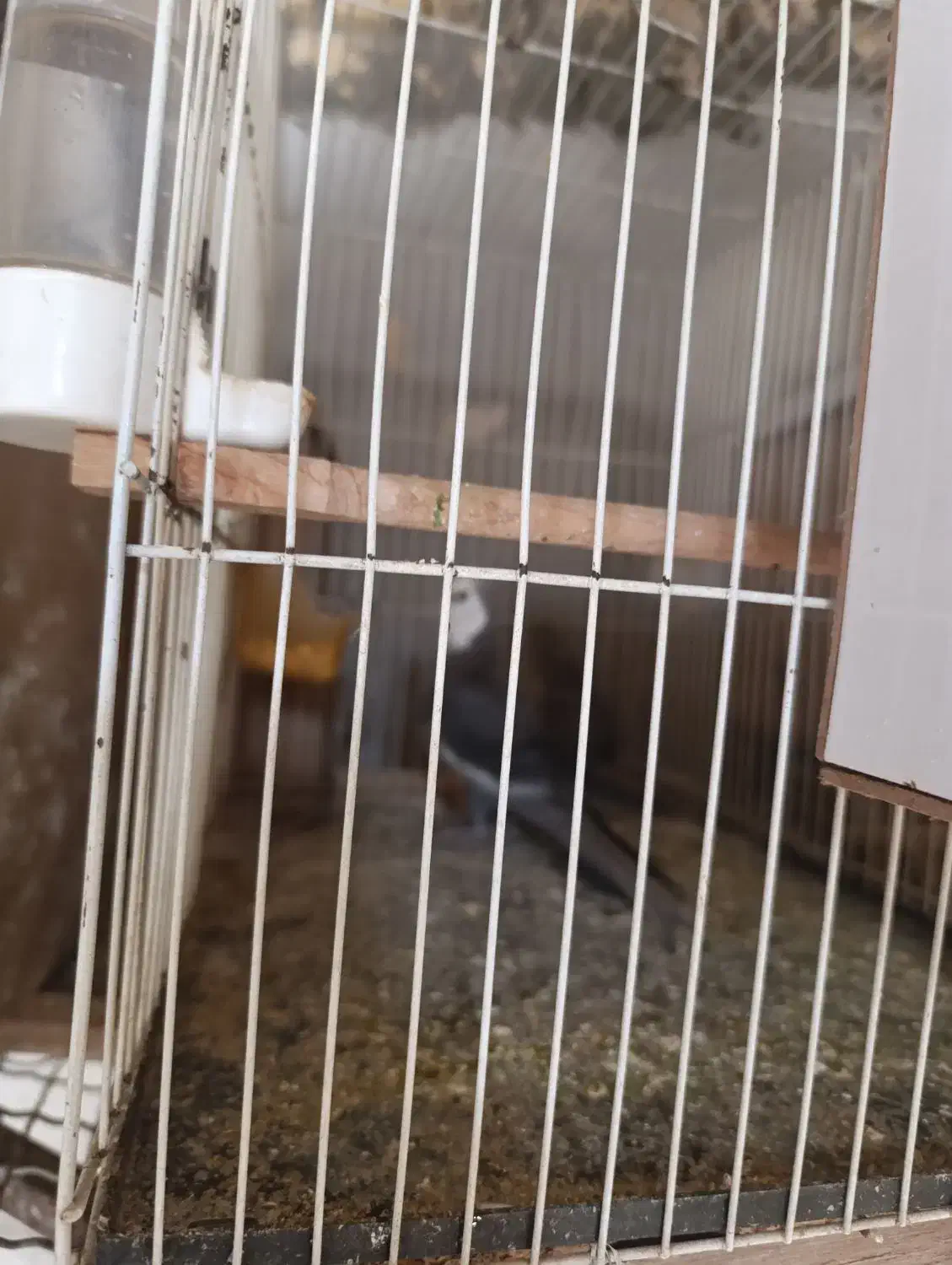 پنج‌جفت‌عروس‌مولد.تخم‌وجوجه‌درست.برای‌‌درآمد‌زایی‌|پرنده|بردسکن, |دیوار