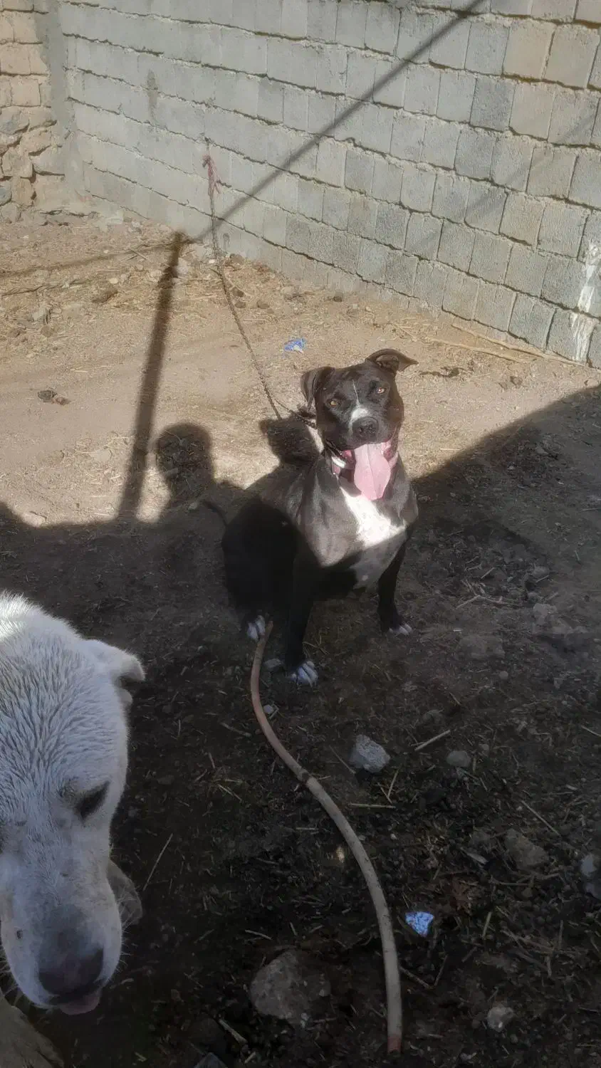 سگ پیتبول اصل|سگ|نقده, |دیوار