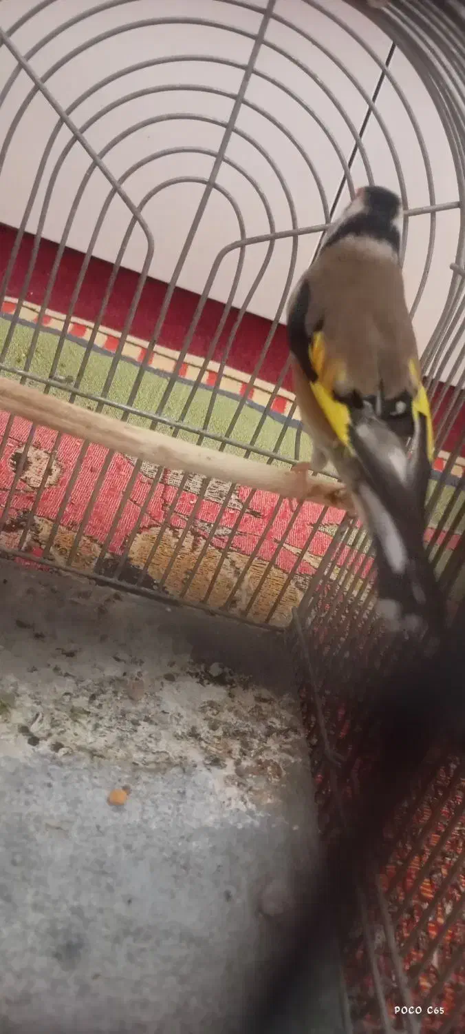 سهره قناری سهره نر|پرنده|مرودشت, سهل‌آباد|دیوار