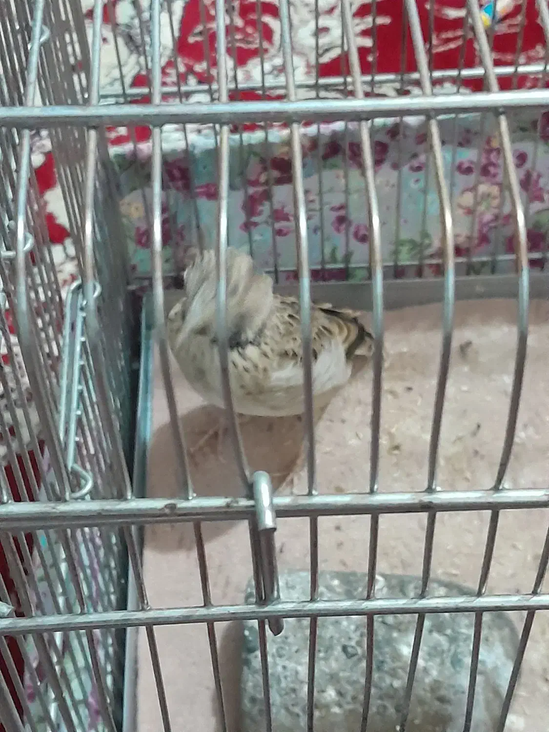 سهره نر|پرنده|تبریز, |دیوار