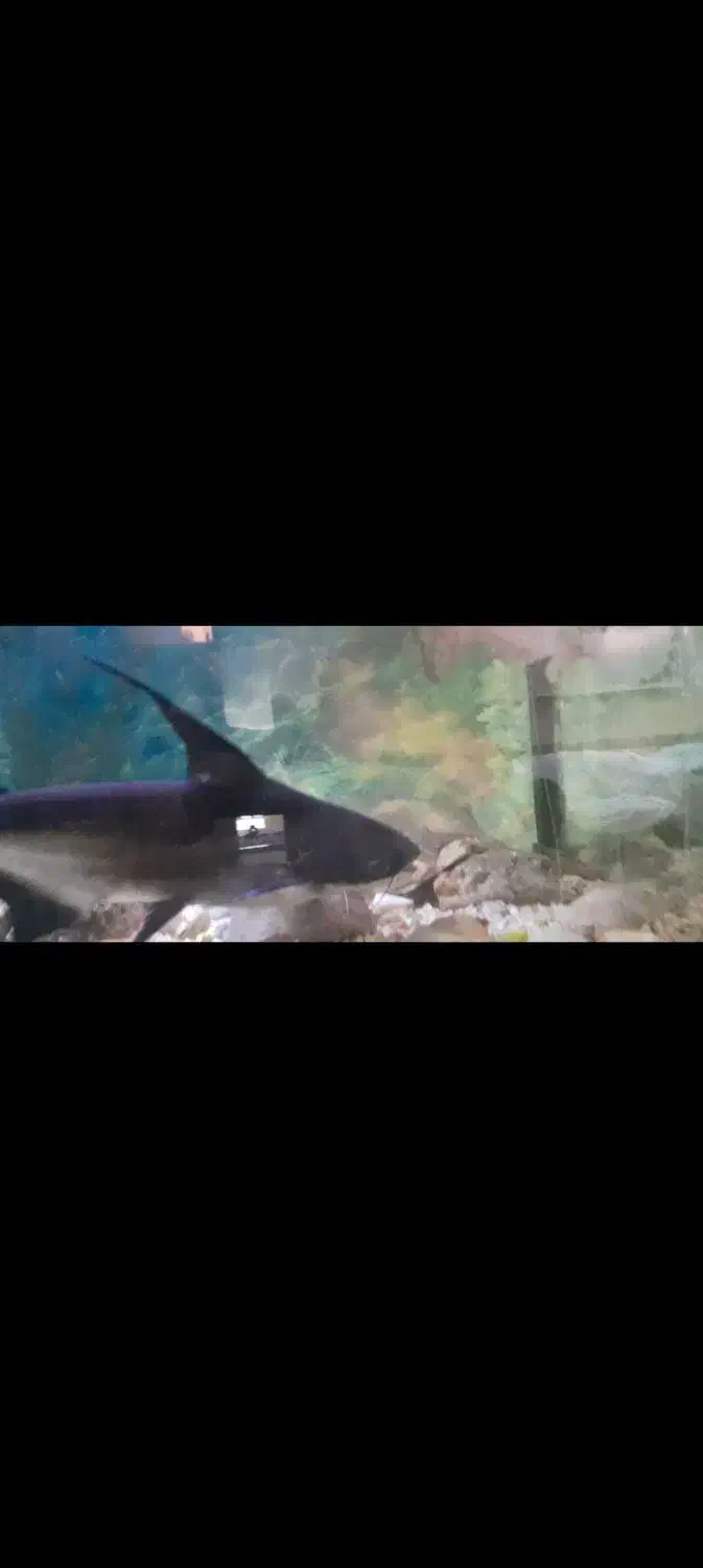 ماهی|ماهی|قوچان, |دیوار