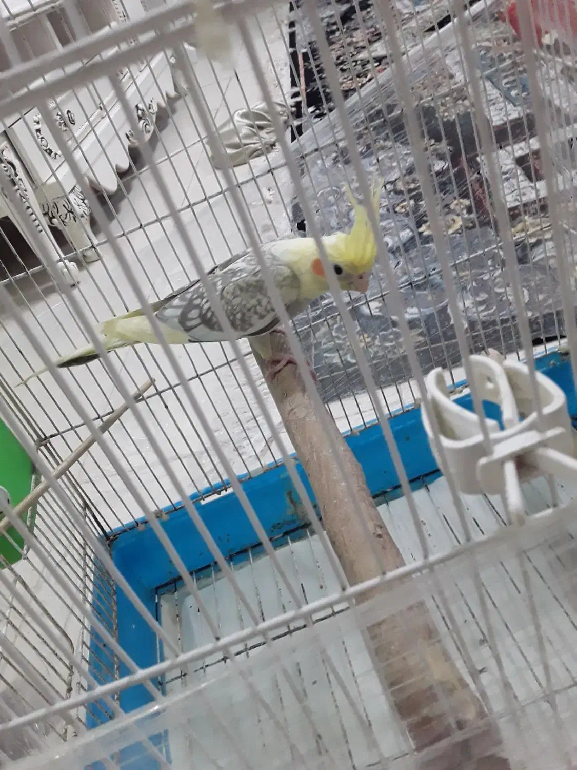 فروش عروس هلندی|پرنده|رشت, شهرک قدس|دیوار