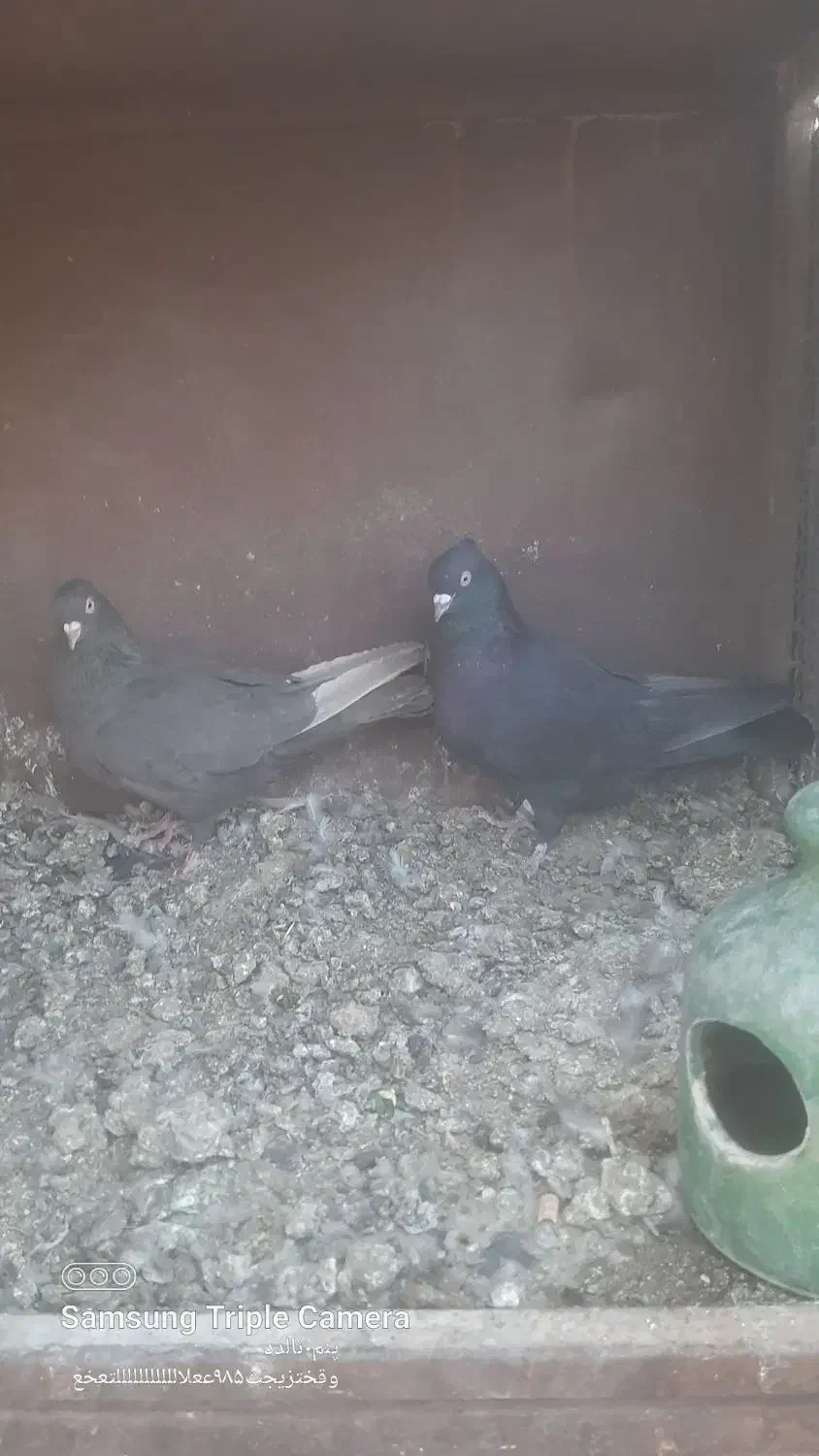 کبوتر سیاه سرکه ای|پرنده|مرودشت, کناره|دیوار