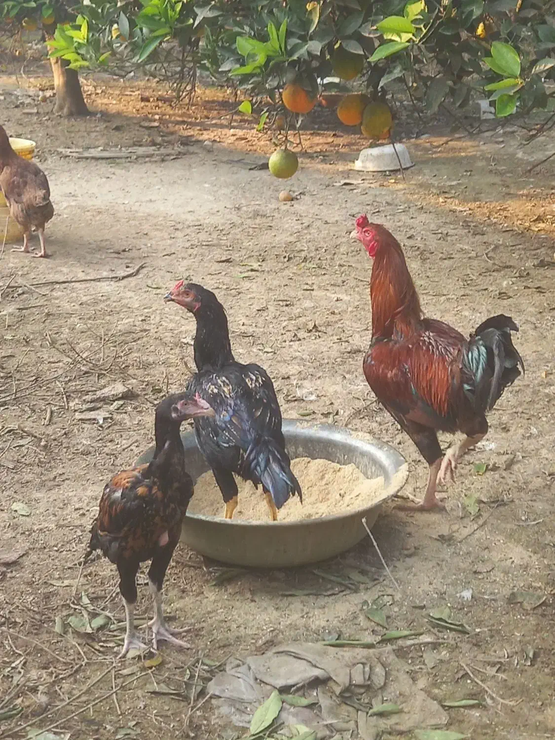 مرغ وخروس لاری|حیوانات مزرعه|بهنمیر, |دیوار