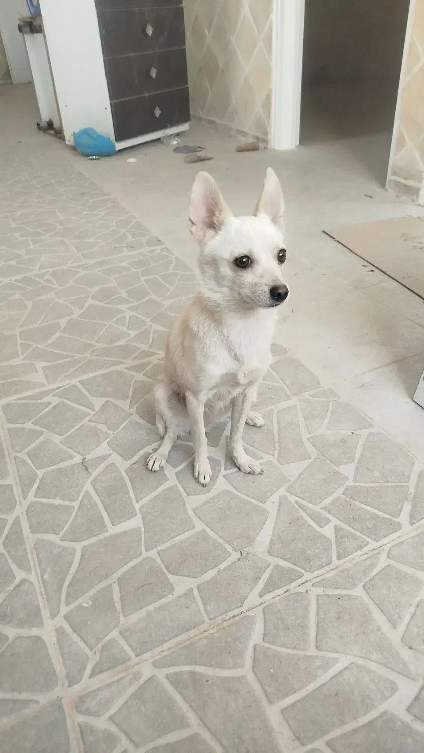 سگ اشپیتز با هوش|سگ|یزد, |دیوار