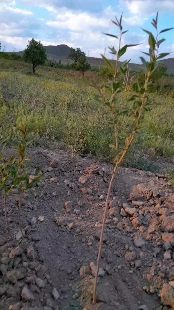 زمین دیم|فروش دفتر صنعتی، کشاورزی، تجاری|آذرشهر, |دیوار