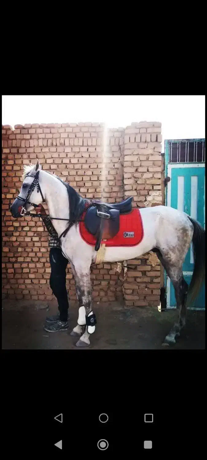 اسب|اسب و تجهیزات اسب‌سواری|کاشمر, |دیوار
