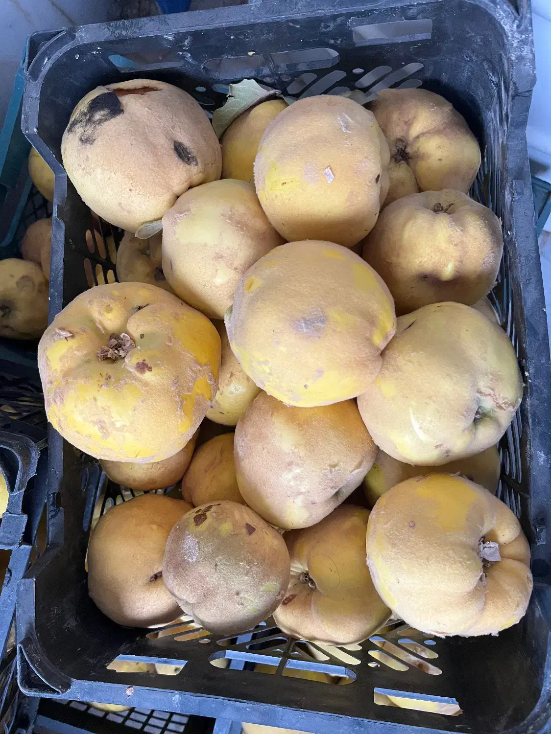 به محلی خوشرنگ و شیرین|خوردنی و آشامیدنی|شاهینشهر, عطار|دیوار