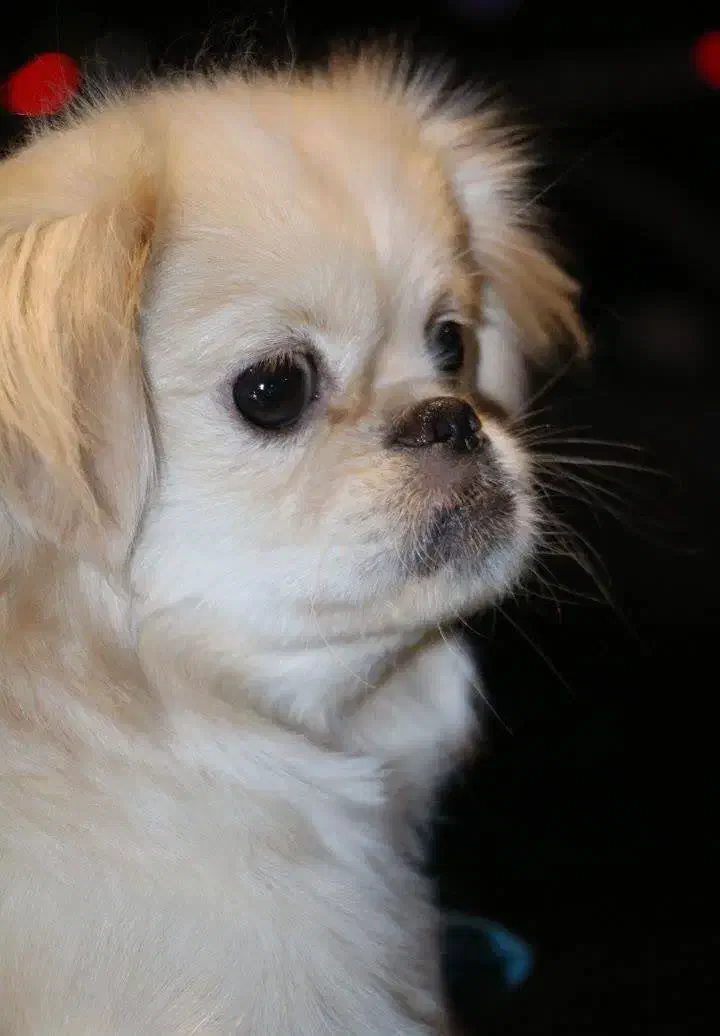 سگ بیکینز|سگ|شاهینشهر, مسکن مهر|دیوار