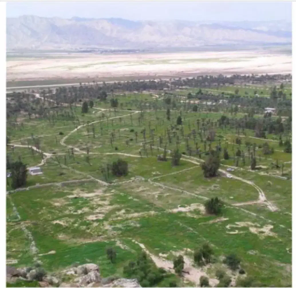 فروش زمین نخلستان مهر|فروش زمین و ملک کلنگی|مهر, |دیوار