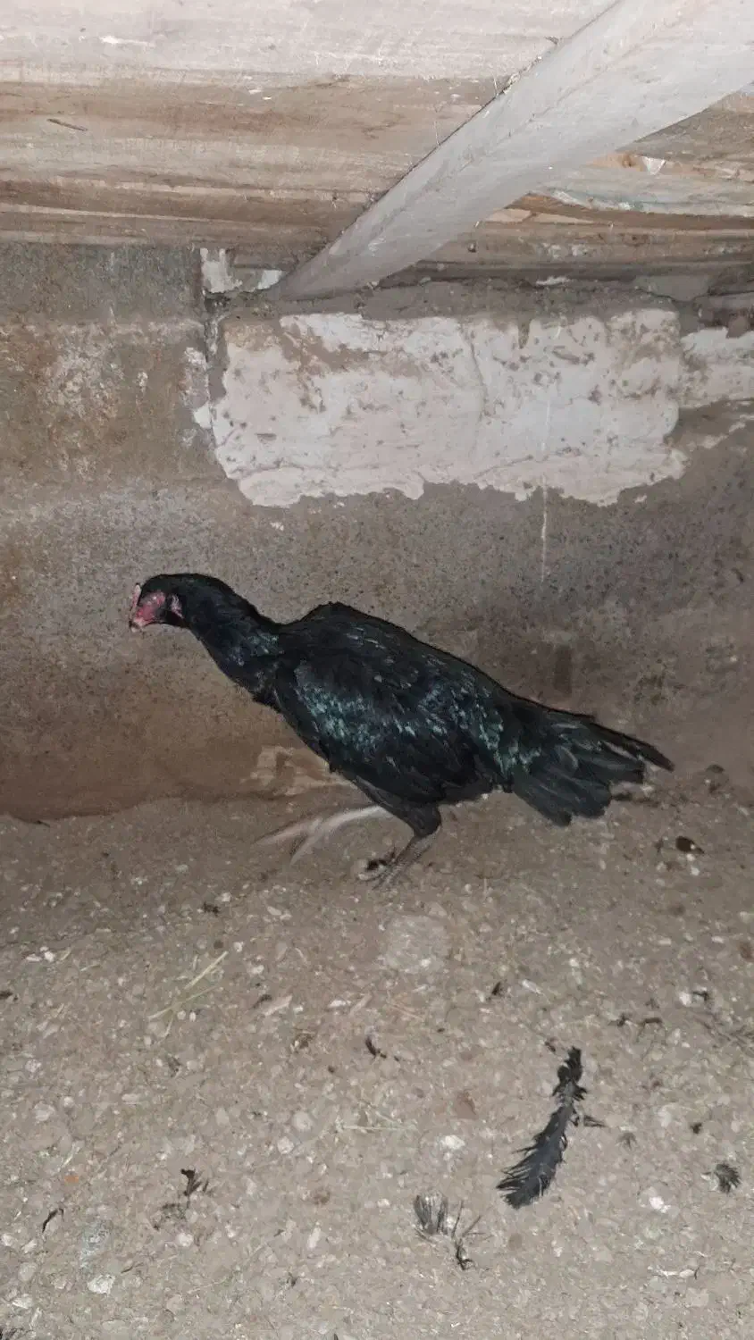 مرغ لاری سیاه|حیوانات مزرعه|ملکان, |دیوار