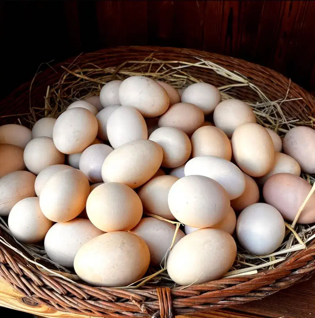 تخم مرغ محلی|حیوانات مزرعه|بیجار, |دیوار
