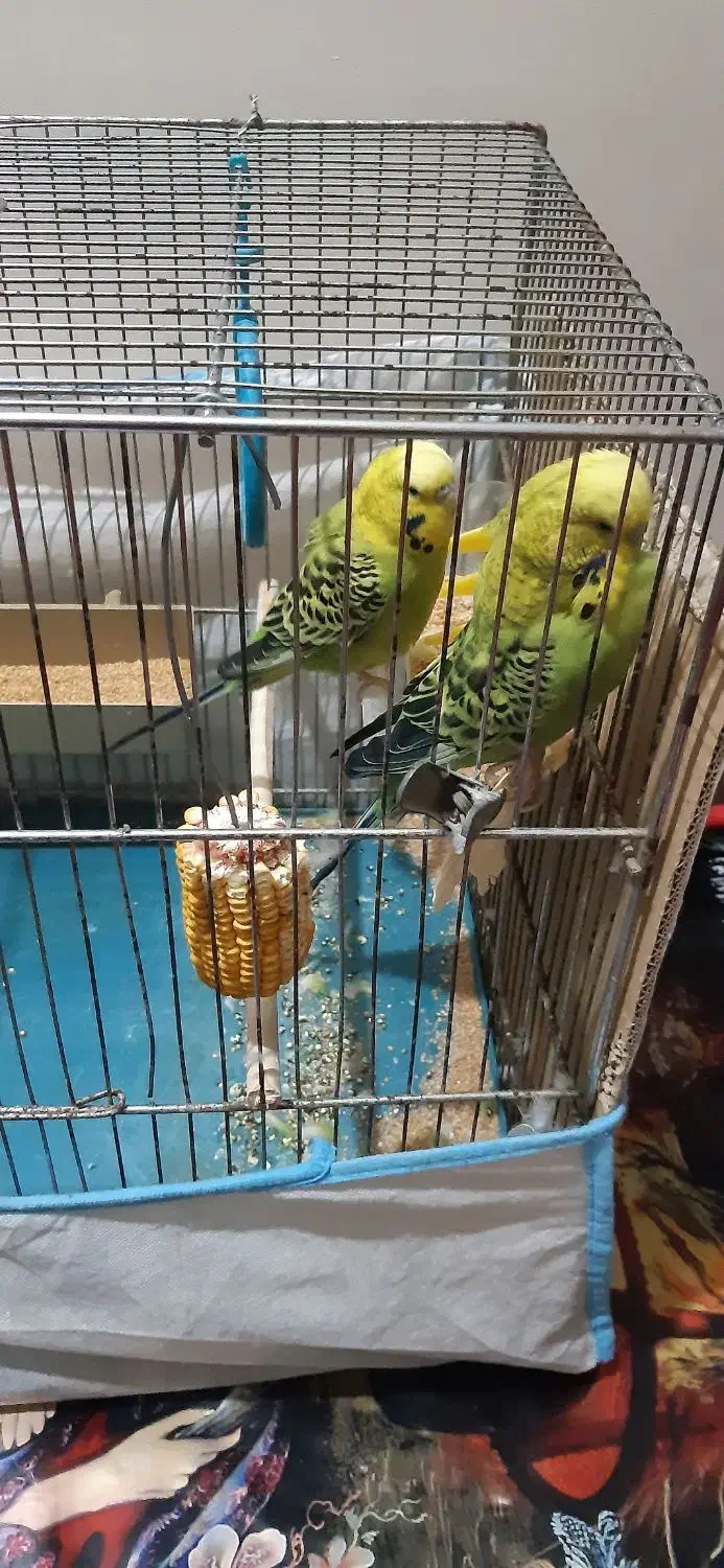 مرغ عشق|پرنده|اهواز, پردیس دو|دیوار