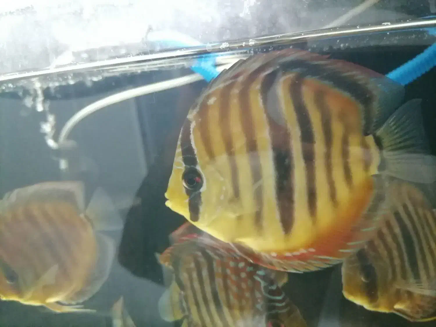 ماهی دیسکس|ماهی|تهران, اقدسیه|دیوار