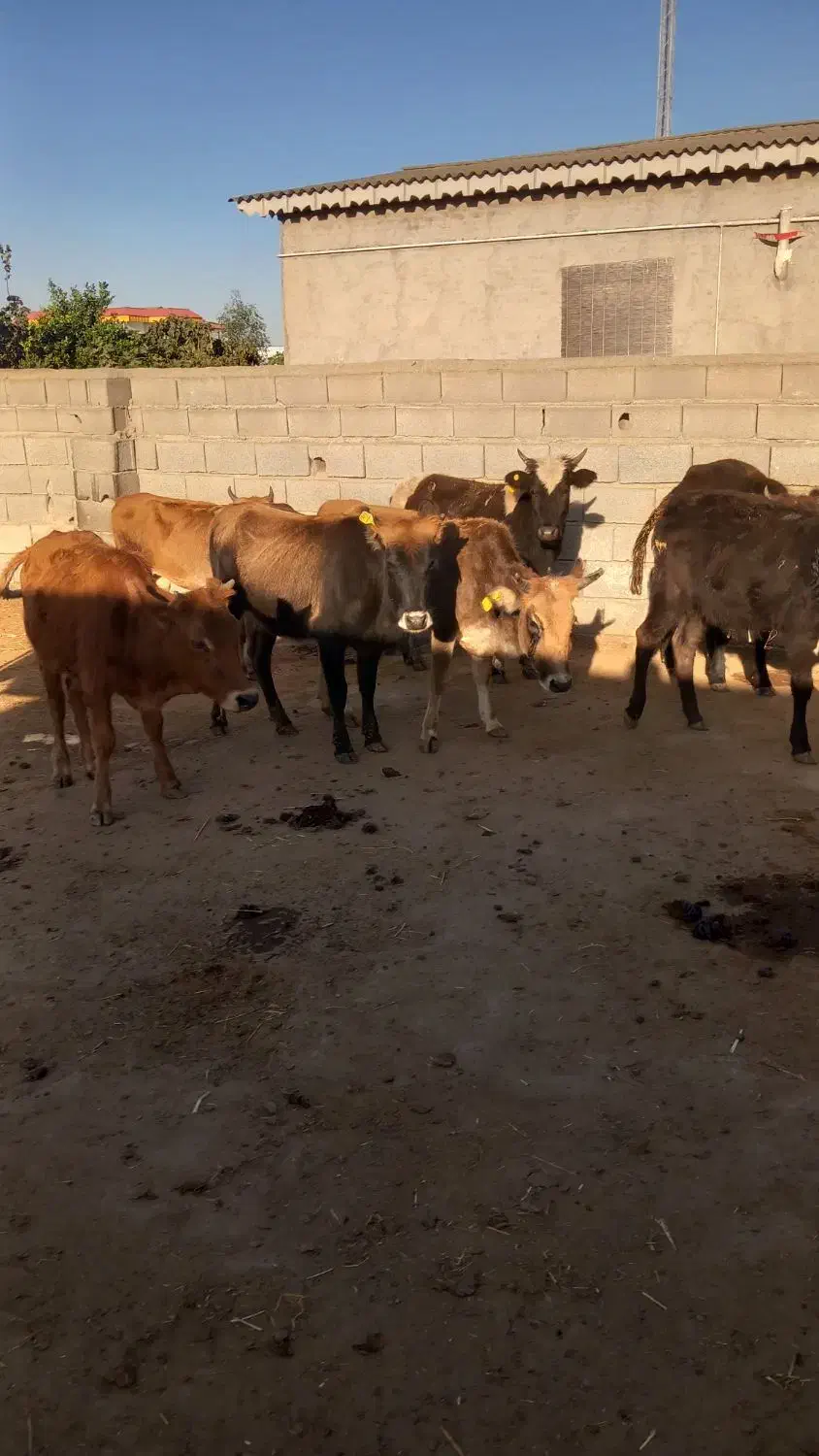 ۸راس گوساله ماده گاو قربانی|حیوانات مزرعه|آق قلا, |دیوار