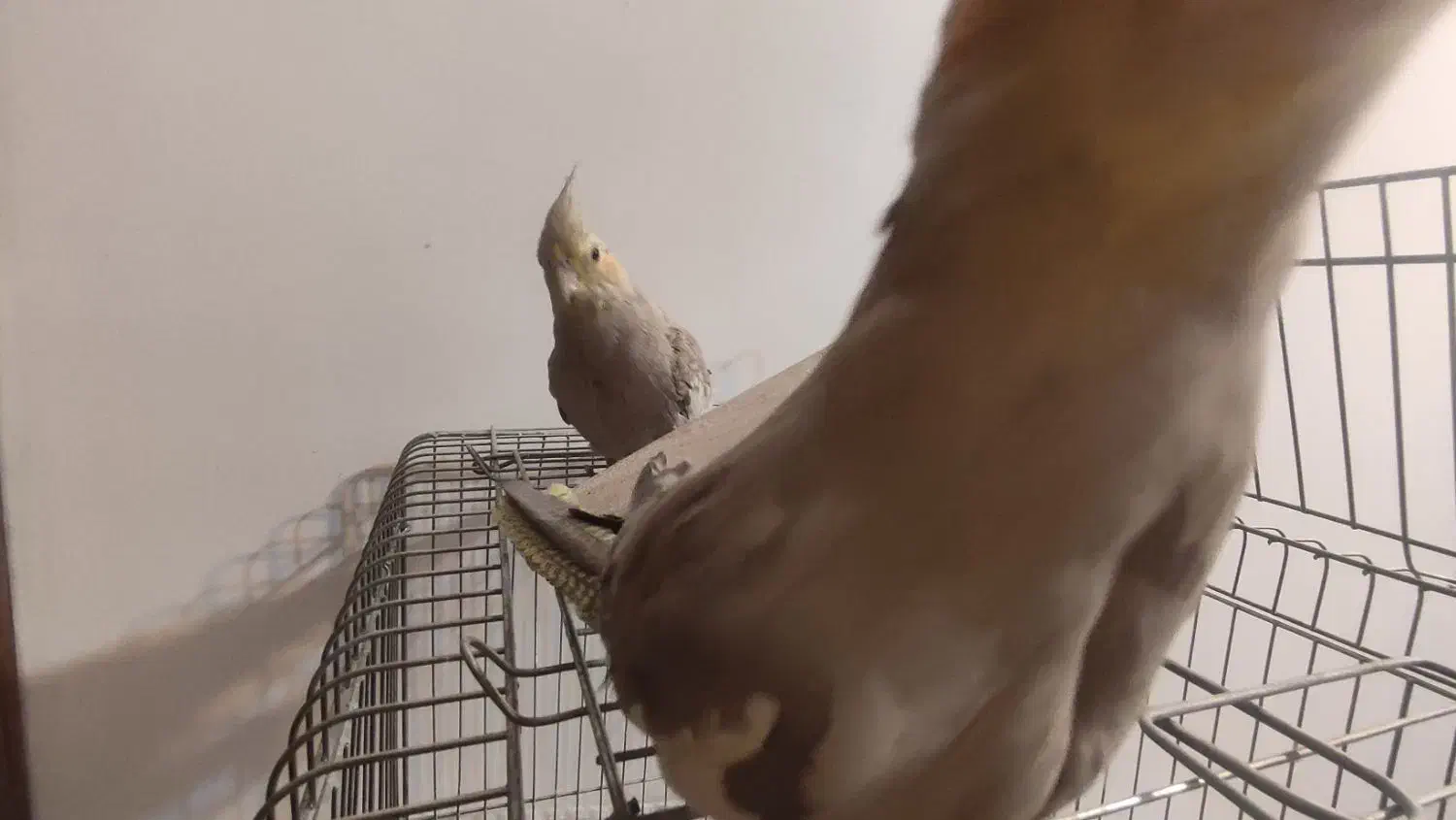 طوطی|پرنده|بیرجند, |دیوار